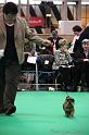 Crufts2011_2 1509